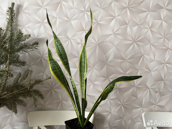 Сансенверия