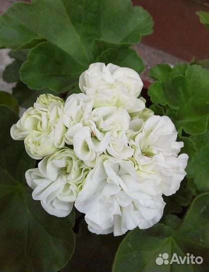 Сортовые пеларгонии