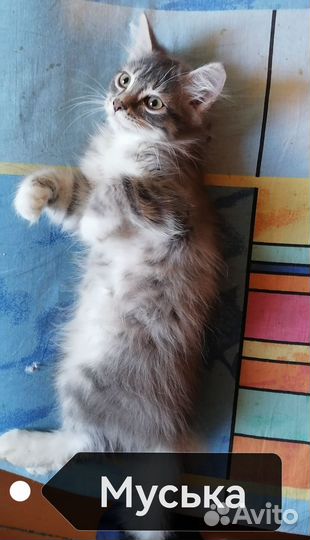Отдам котят в дорые руки