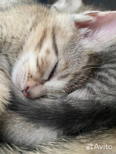 Отдам бесплатно животные