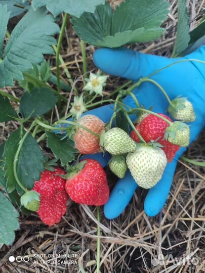 Рассада клубники