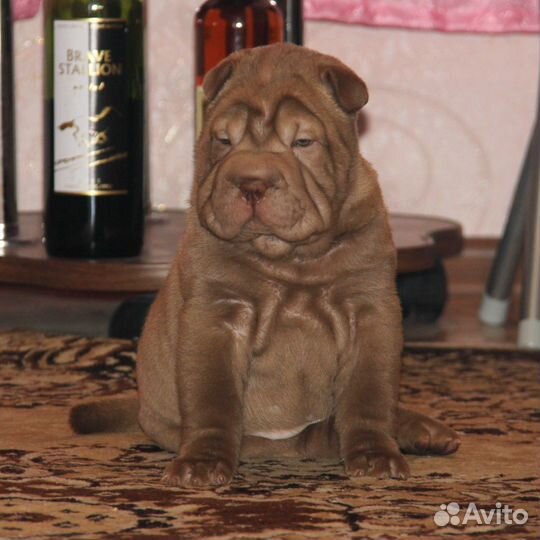 Шарпей, Ваш Друг и Компаньон