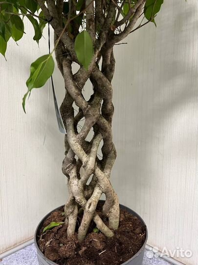 Фикус бенджамина цилиндр H 100 см