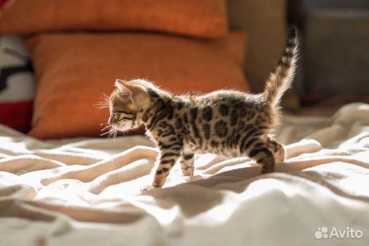 Бенгальские котята