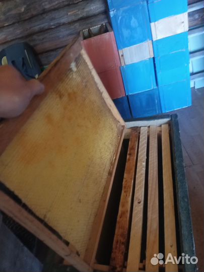 Ловушка для ловли роëв