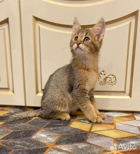 Кошка чаузи ф1