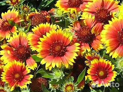 Гайлардия,гелиопсис,более30видов мног.цветов.Дос.б