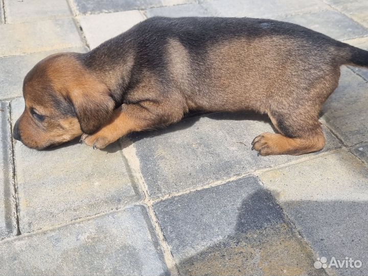 Метис таксы в добрые руки