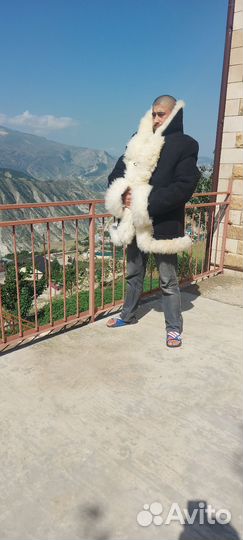 Бекеша Шуба Мужская