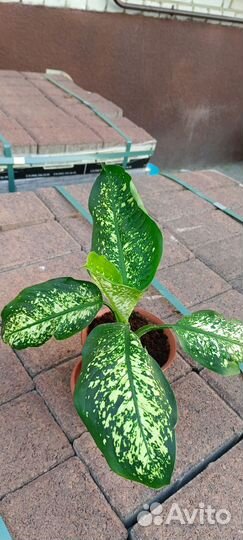 Диффенбахия