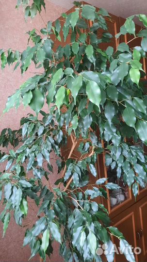 Фикус бенджамина большой