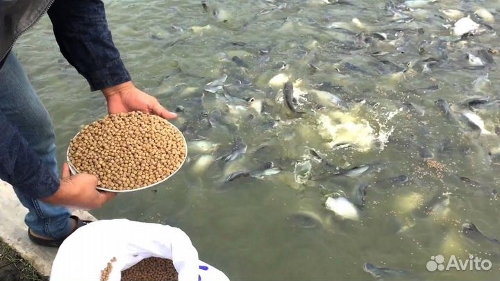 Корм для рыб