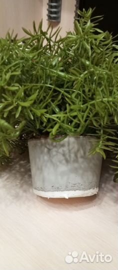 Искусственное растение (без горшка)