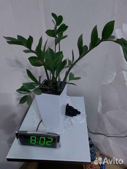 Замиокулькас