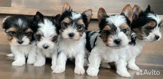 Я жду тебя щеночки Бивер