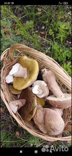 Продажа грибов