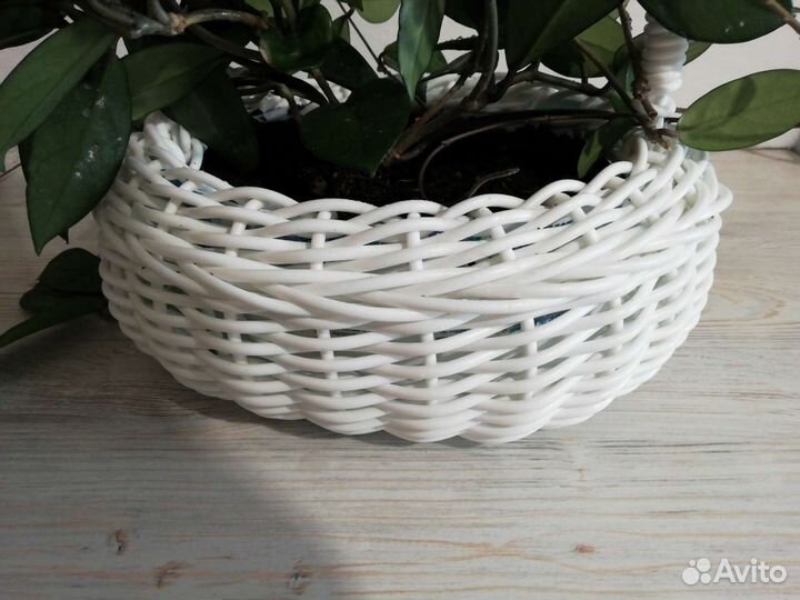 Хойя (Восковой плющ)