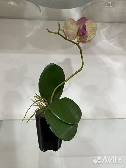 Орхидея дендробиум