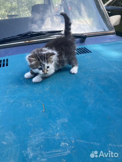 Кошки в добрые руки бесплатно