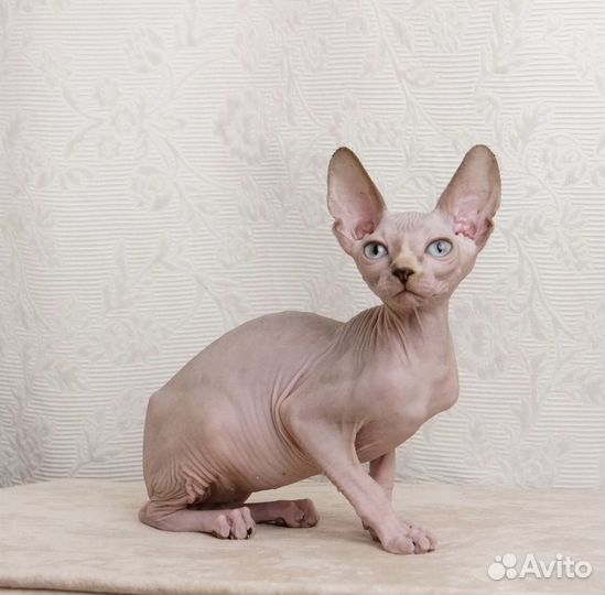 Канадский сфинкс котята