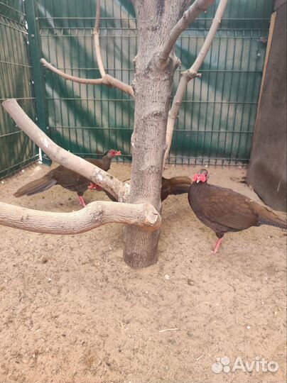 Серебряный фазан инкубационное яйцо