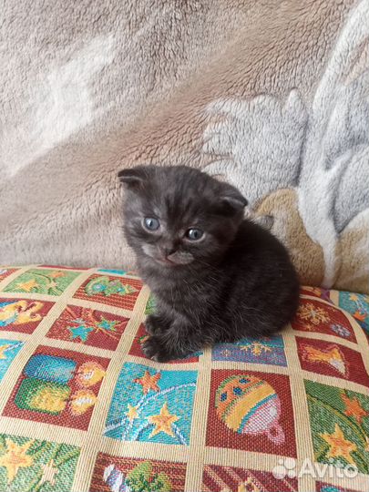 Котята шотландцы