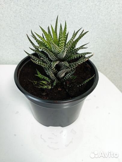 Суккуленты хавортия