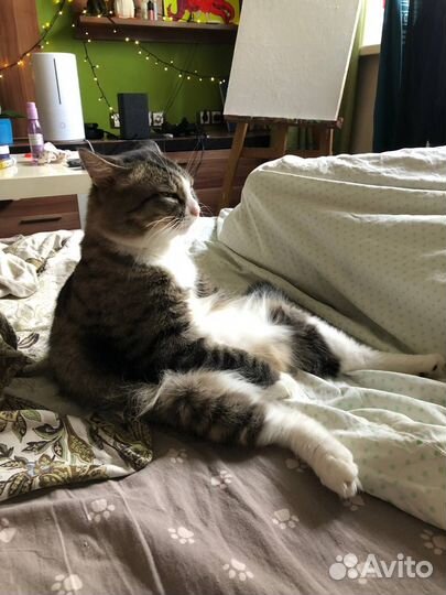 Кот в добрые руки