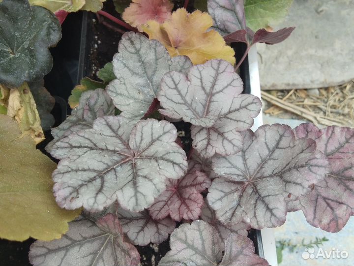 Гейхера более 40 сортов