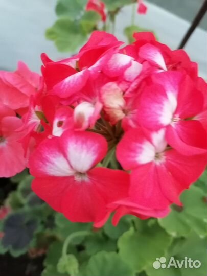 Пеларгония сортовая