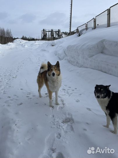 Щеночек лайки бесплатно