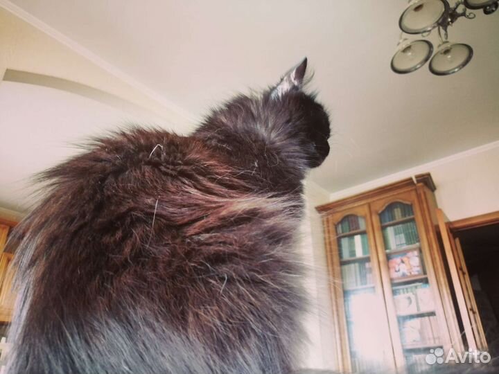 Добрая умная кошка ищет новый дом