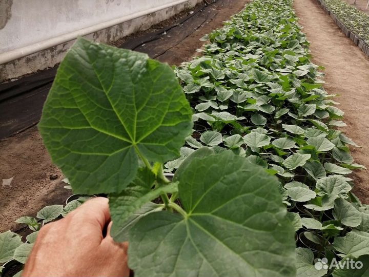 Рассада огурцов, помидор, томаты