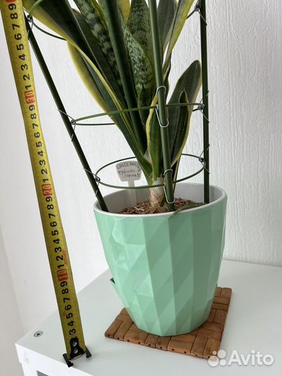 Цветы комнатные