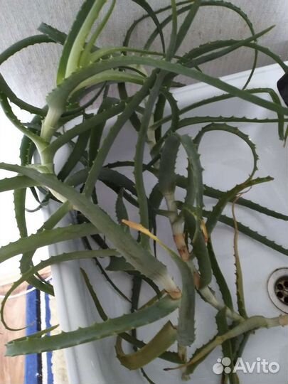 Алоэ/листья на сок