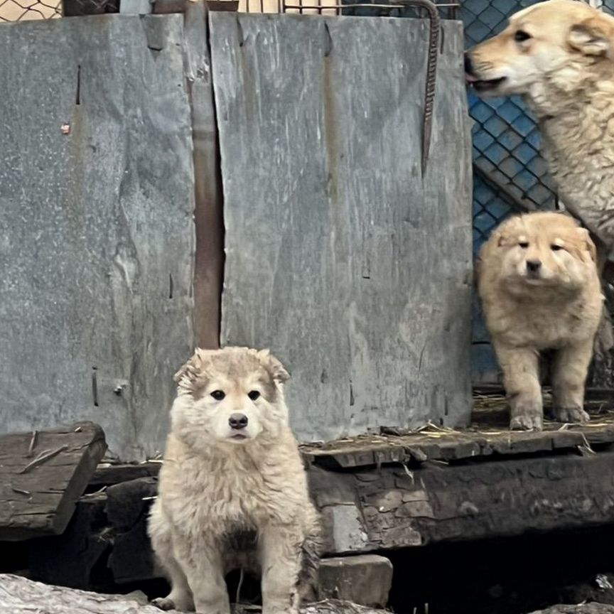 Щенок в добрые руки