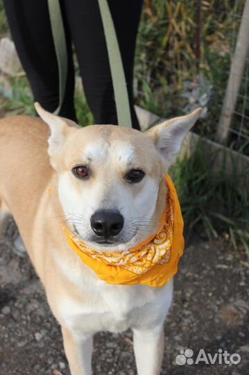 Спокойный и добрый пёс в поиске дома