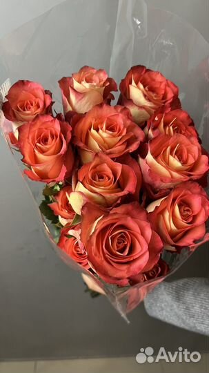 Премиум роза Эквадор 60-70 см с доставкой