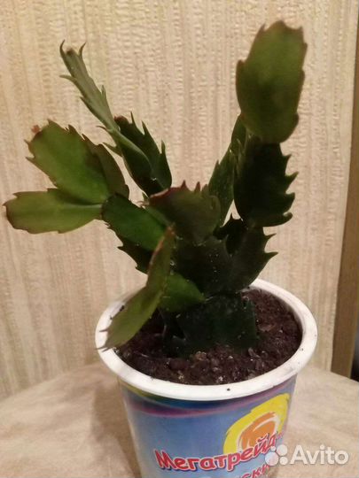 Комнатные растения цветы. Шлюмбергера. Декабрист