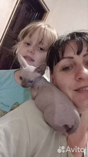 Канадский сфинкс