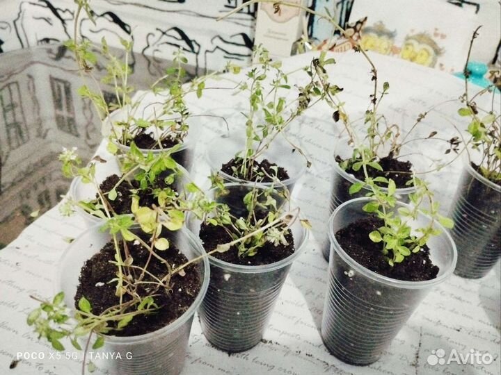 Чабрец саженцы