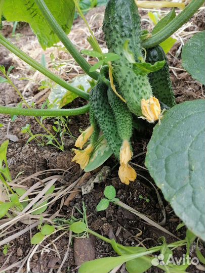 Чеснок рокамболь и свежие огурцы