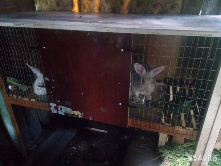 Белый паннон