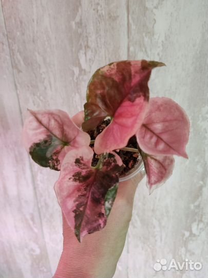 Сингониум клубничный лед galaxy