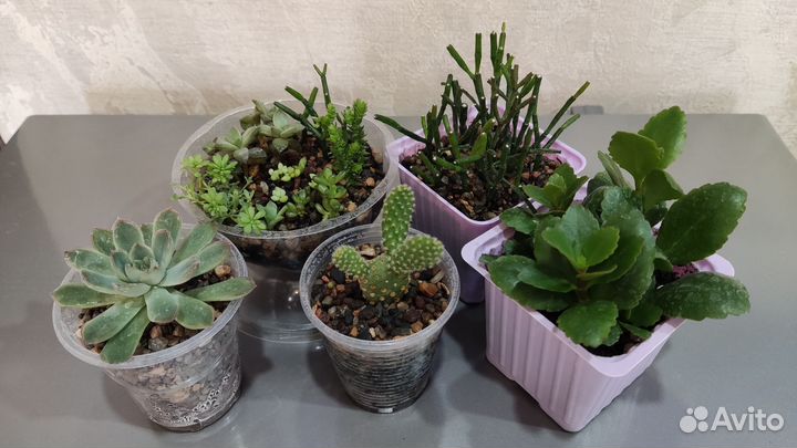 Суккуленты, кактус, хатиора, каланхоэ