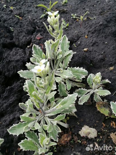 Арабис Вариегата