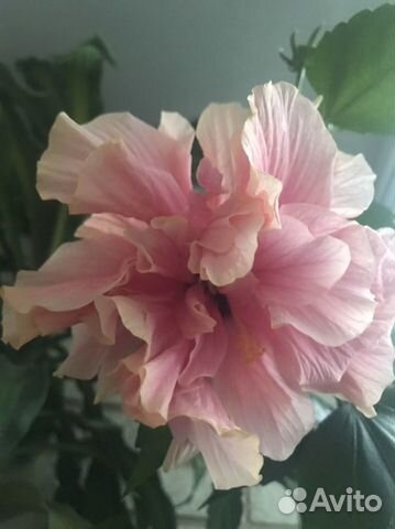 Гибискус сортовой, фикус, традесканция