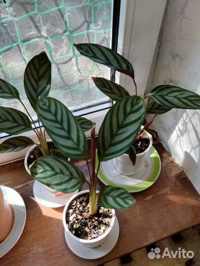 Ктенанта комнатное растение