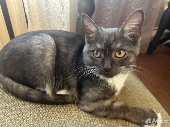 Шотландская кошка