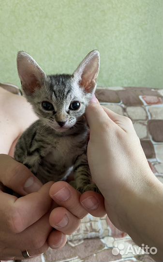 Донской сфинкс котята велюр